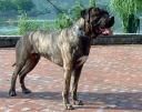 Dogo Canario Hunde Foto 23355 in höherer Auflösung ansehen Dogo Canario Castello Branco Alvarez