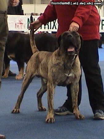 Dogo Canario Hunde Foto 7956 Dogo Canario Deckrüde Vento di Nivaria Sur, 3 Jahre