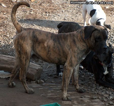 Dogo Canario Hunde Foto 7955 Dogo Canario Vento di Nivaria Sur, 3 Jahre