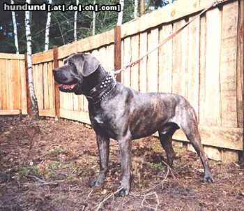 Dogo Canario Dogo Canario (Alano)-Leistungszucht! Wir züchten auf Gesundheit, Wesensfestigkeit, Leistungsbereitschaft und Typ. Welpen und spanische Importhunde zu verkaufen...