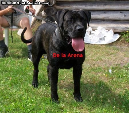 Dogo Canario Dogo Canario Alano Perro de Presa Canario Perro de Presa Espanol