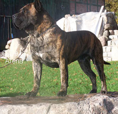 Dogo Canario Hunde Foto 41289 in höherer Auflösung ansehen Dogo Canario Gesund, Leistungsstark, Kinderlieb und Wesensfest