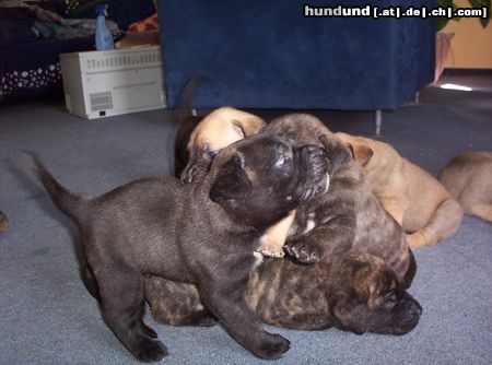 Dogo Canario Hunde Foto 11631 Dogo Canario Unser Wurf