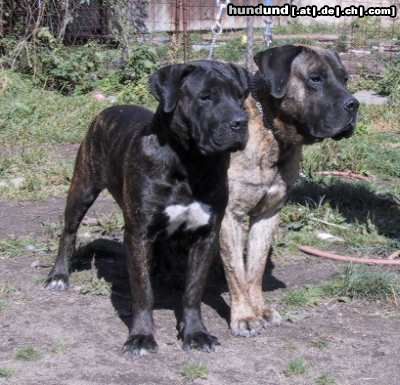 Dogo Canario Hunde Foto 25954 in höherer Auflösung ansehen Dogo Canario Ein schönes Paar....