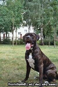 Dogo Canario Hunde Foto 23577 Dogo Canario Odin von den Pretorianern