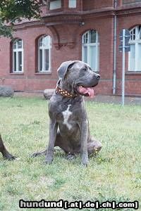 Dogo Canario Hunde Foto 23568 Dogo Canario Ares von den Pretorianern