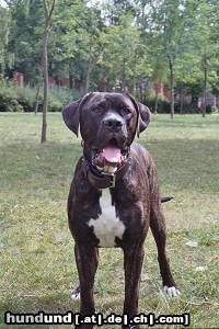 Dogo Canario Hunde Foto 23575 Dogo Canario Odin von den Pretorianern