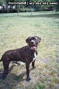 Dogo Canario Hunde Foto 23573 Dogo Canario Odin von den Pretorianern