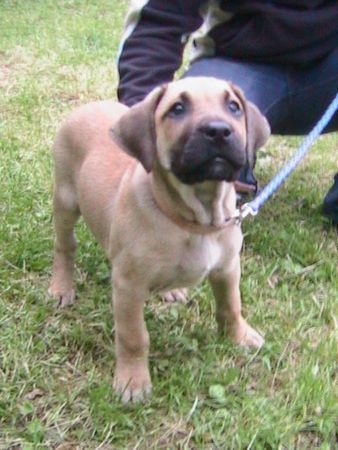 Dogo Canario Kimberley