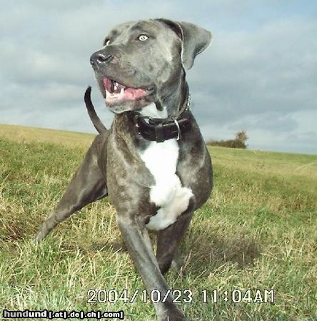 Dogo Canario Hunde Foto 17782 in höherer Auflösung ansehen Dogo Canario Gina von den Pretorianern
