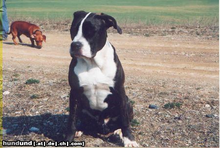 Dogo Canario Hunde Foto 3575 Dogo Canario Dogo Canario Monty 9 Monate