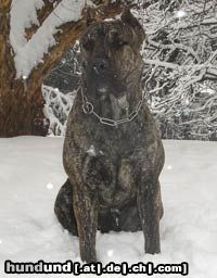 Dogo Canario Hunde Foto 19540 in höherer Auflösung ansehen Dogo Canario Meine Presa Canario, 11 monaten