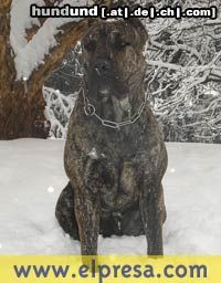 Dogo Canario Hunde Foto 19543 in höherer Auflösung ansehen Dogo Canario Nora, meine Presa
