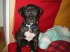 Dogo Canario Foto: Warren de la sol , 6 Wochen (ID 16822) Dogo Canario Hund
