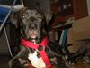 Dogo Canario Foto: Warren mit 14 Wochen (ID 16845) Dogo Canario Hund