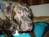 Dogo Canario Foto: Warren 4 1/2 Monate (ID 17533) Dogo Canario Hund