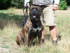 Dogo Canario Foto: Gesund, Leistungsstark, Kinderlieb und Wesensfest (ID 41293) Dogo Canario Hund
