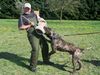 Dogo Canario Foto: Gesund Leistungsstark Kinderlieb & Wesensfest (ID 41286) Dogo Canario Hund
