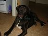 Dogo Canario Foto: Warren 5 Monate (ID 18106) Dogo Canario Hund