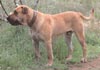 Dogo Canario Foto (ID 295) Dogo Canario Hund