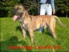 Dogo Canario Hund