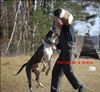 Dogo Canario Foto: Dogo Canario Alano Perro de Presa Canario Perro de Presa Espanol (ID 45242) Dogo Canario Hund