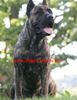 Dogo Canario Hund