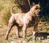 Dogo Canario Foto: Beste deutsche Homepage über den (ID 3225) Dogo Canario Hund