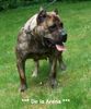 Dogo Canario Hund