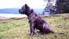 Dogo Canario Foto: Ankor is a chilean Presa Canario , his true F.C.I. name is Sam Feuvereisen Stewart. Ankor is a male of one year and six months, Valdivia, Chile, South America. (ID 13148) Dogo Canario Hund
