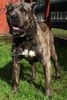 Dogo Canario Foto: ANKOR is a chilean Dogo Canario, one year and six months. (ID 13059) Dogo Canario Hund