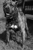Dogo Canario Foto: ANKOR is a Chilean Presa Canario, of one Year and six months. (ID 13060) Dogo Canario Hund