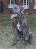 Dogo Canario Foto: Ares von den Pretorianern (ID 23565) Dogo Canario Hund