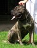 Dogo Canario Foto: Gesund Leistungsstark Kinderlieb & Wesensfest (ID 41287) Dogo Canario Hund