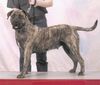 Dogo Canario Foto: Viva de Ordepaifos : Weltsieger 2003 (ID 6166) Dogo Canario Hund