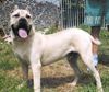 Dogo Canario Foto: Balboa EL PERRO DIABLO (ID 6167) Dogo Canario Hund
