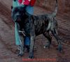 Dogo Canario Foto: Bandit de Irema Curto -Perro de Presa Canario (ID 5981) Dogo Canario Hund