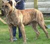 Dogo Canario Foto: Belmaco de Garehagua - Tenerife; België (ID 6165) Dogo Canario Hund