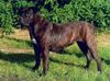 Dogo Canario Foto: FCI-Europasieger 2005 Tulln, Bijou (ID 22921) Dogo Canario Hund