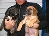 Dogo Canario Foto: www.Dogo-Canario.biz (ID 41320) Dogo Canario Hund