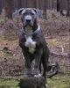 Dogo Canario Foto: asso wir kommen super mit unserem hundi zurecht haben auch ein kind und gehorsam ist sie auch suppi (ID 1205) Dogo Canario Hund