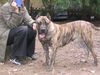 Dogo Canario Foto: Gesund, Leistungsstark, Kinderlieb und Wesensfest (ID 41291) Dogo Canario Hund
