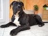Dogo Canario Foto: Mein Chaos mit 7 Monaten (40 kg) (ID 31191) Dogo Canario Hund