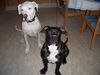 Dogo Canario Foto: Chaos(7Mon.) mit Freund Bianco (3 J.) (ID 31205) Dogo Canario Hund