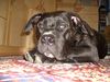 Dogo Canario Foto: Schön ist das Lebebn Mmhh (ID 37190) Dogo Canario Hund