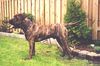 Dogo Canario Foto: Dogo Canario (Alano)-Leistungszucht! Wir züchten auf Gesundheit, Wesensfestigkeit, Leistungsbereitschaft und Typ. Welpen und spanische Importhunde zu verkaufen... (ID 7834) Dogo Canario Hund