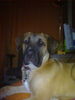 Dogo Canario Hund