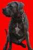 Dogo Canario Foto (ID 28798) Dogo Canario Hund