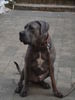 Dogo Canario Foto (ID 28801) Dogo Canario Hund