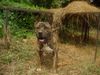 Dogo Canario Foto: gomez 2 jahre alt (ID 28973) Dogo Canario Hund